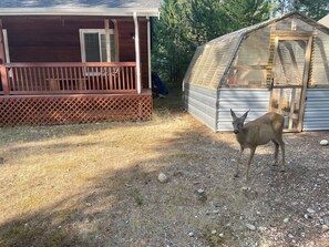 Property grounds - Your perfect lake getaway awaits at Cutthroat Lodge!  (Hoodsport)