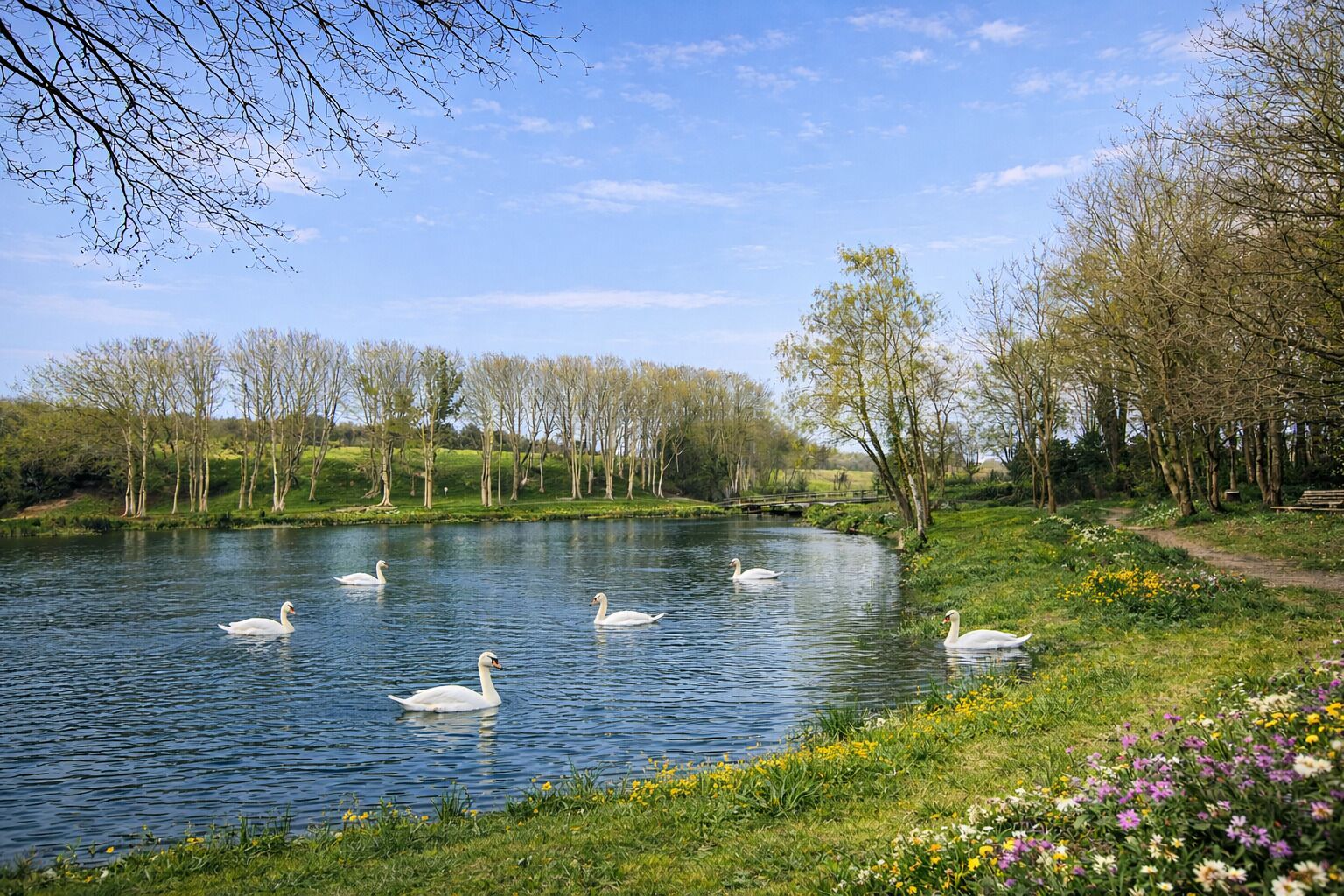 Ein ruhiger Fluss mit Schwänen, umgeben von Bäumen und grünen Ufern.