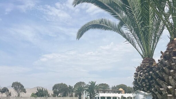Un estanque tranquilo con patos y una palmera imponente.