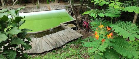 Un jardin avec un étang, une terrasse en bois et diverses plantes.
