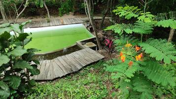 A garden with a pond, wooden deck, and various plants.