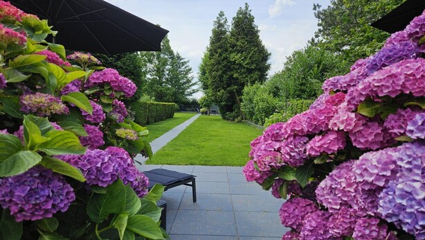 Un patio jardín con un sendero que lleva a una casa, rodeado de abundante vegetación y vibrantes arbustos de hortensia.