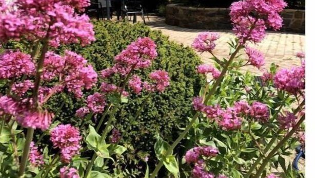A garden with pink flowers and a red umbrella.