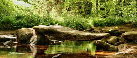 A natural outdoor setting with a stream, rocks, and dense greenery.
