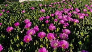 A building with a staircase leading to a door, surrounded by a field of purple flowers. - Casita of Casa Olivar (Tocón)