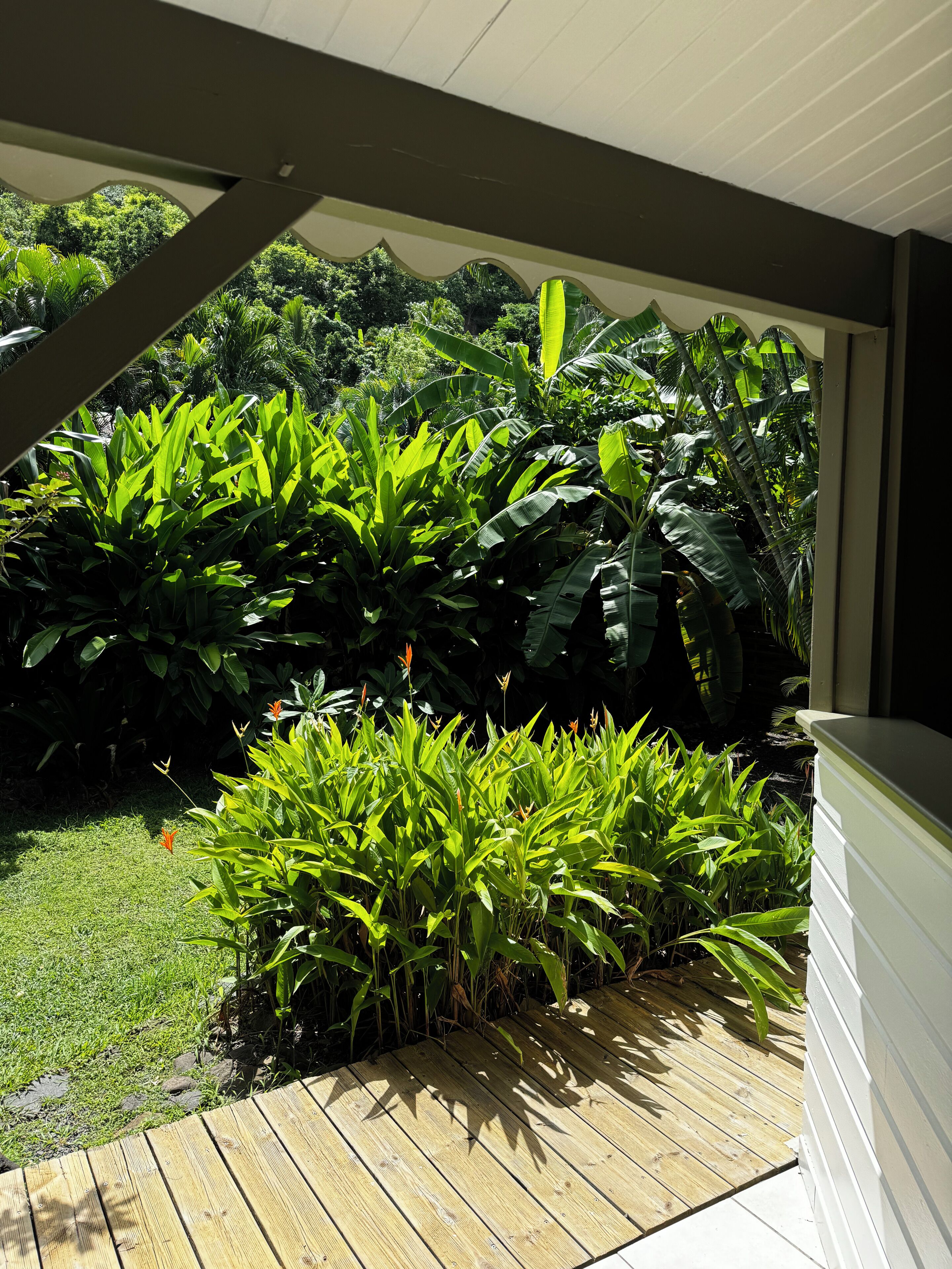 A wooden deck with lush green plants and a view of a dense forest.