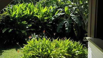 A wooden deck with lush green plants and a view of a dense forest.