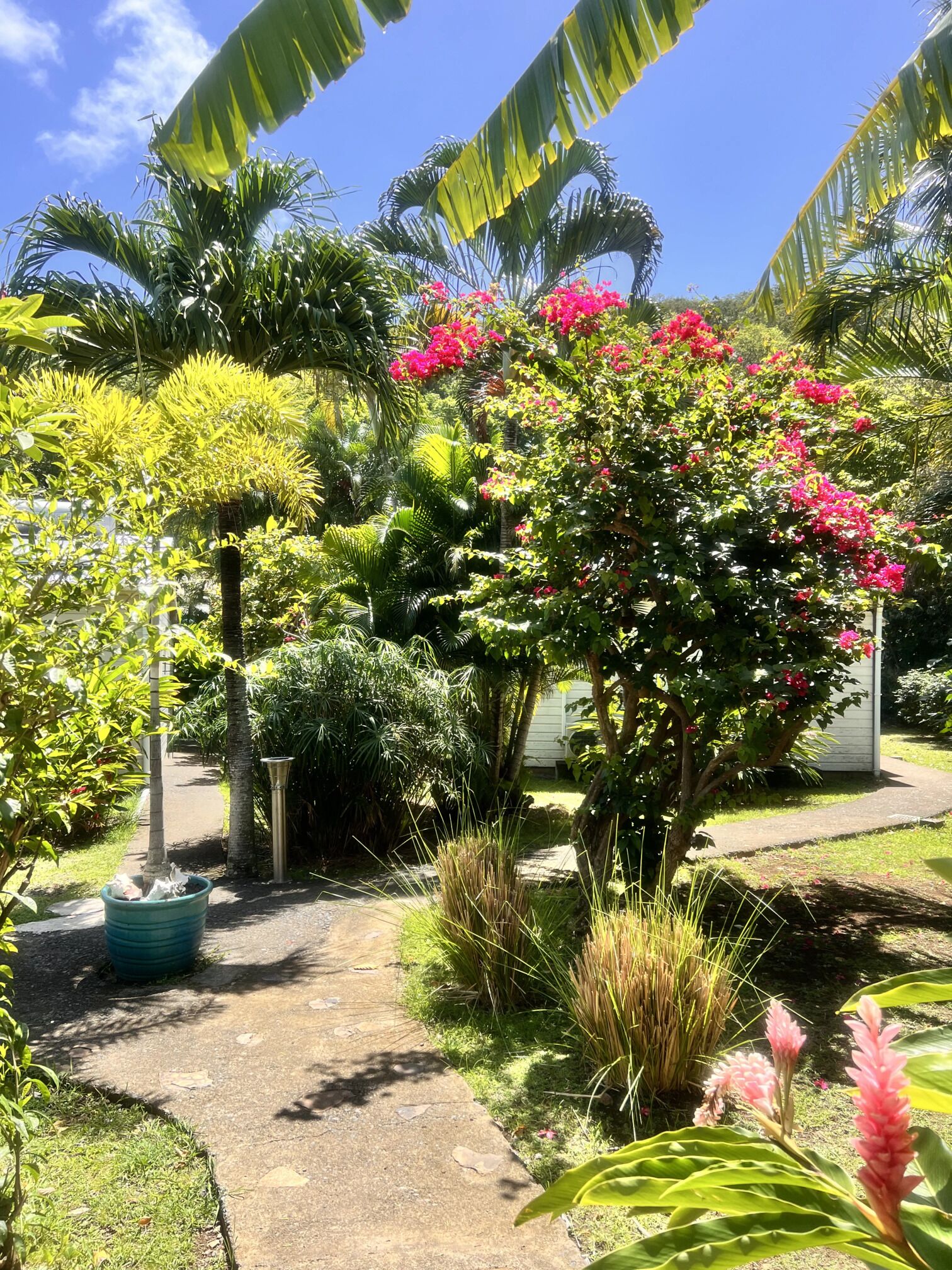 Un jardín con diversas plantas y flores, un sendero y un edificio al fondo.