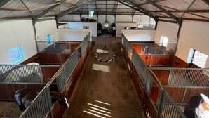 A stable with multiple stalls, a central aisle, and a high ceiling with metal beams. - World of Horses Flats - Lucky (Stellenbosch)