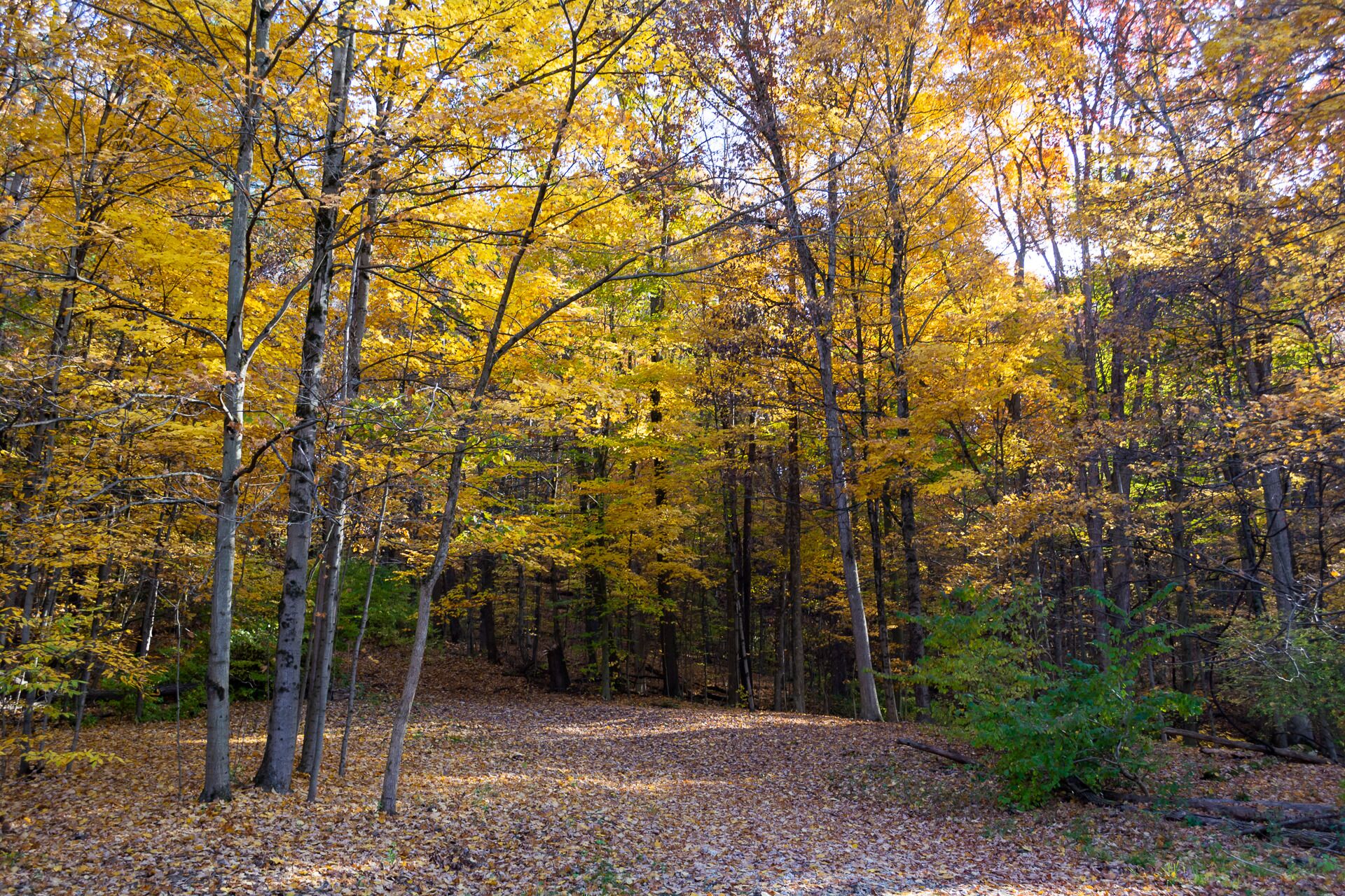 A forest with tall trees and a ground covered in fallen leaves.