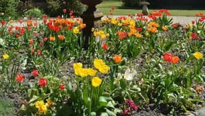 Un jardín con un pabellón y diversas variedades de tulipanes.