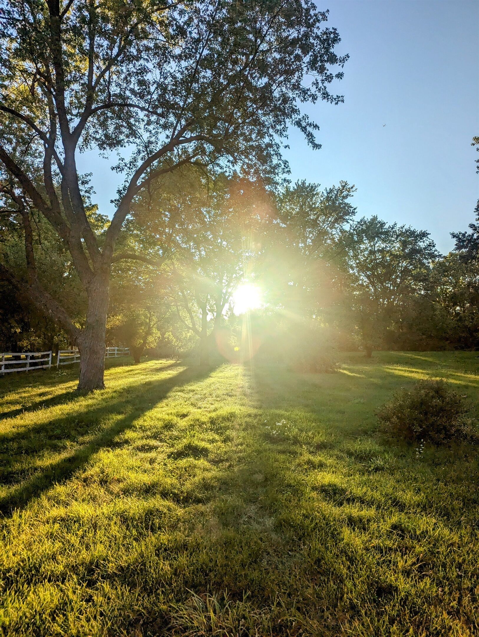 A grassy pathway with trees and a white fence on one side.