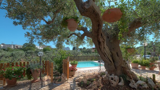 Un arbre orné de jardinières suspendues, une piscine et une clôture en bois.