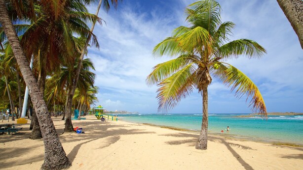 A beach with palm trees, a clear sky, and the ocean. - Don Charlie Building (San Juan)