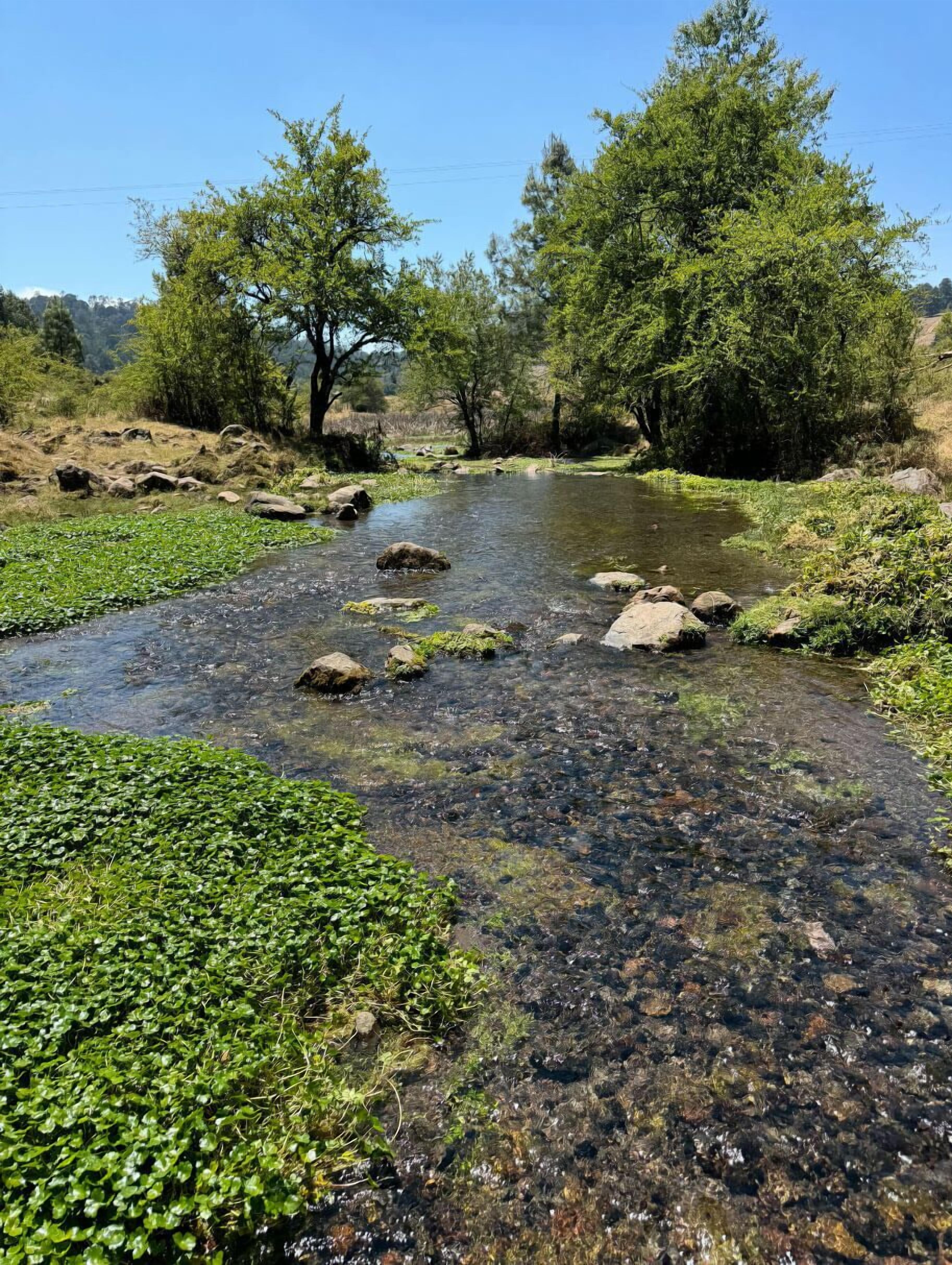 A clear stream with rocks and greenery, surrounded by trees.