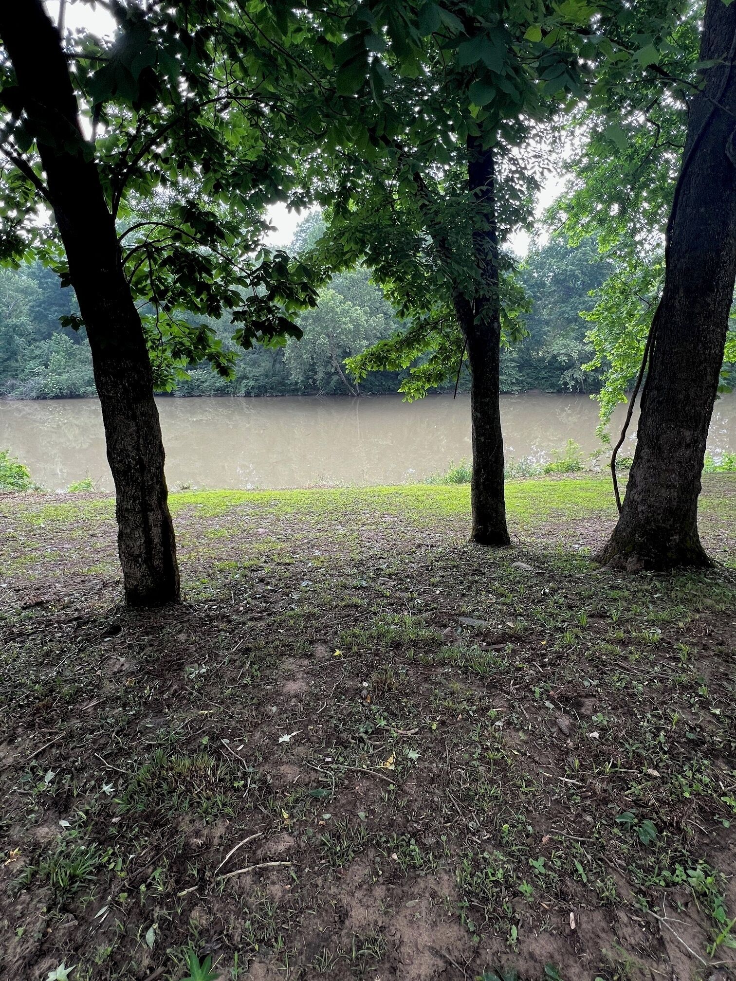 A natural landscape with trees and a body of water.