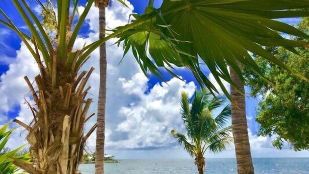 Escena de playa con palmeras y vista despejada del océano.
