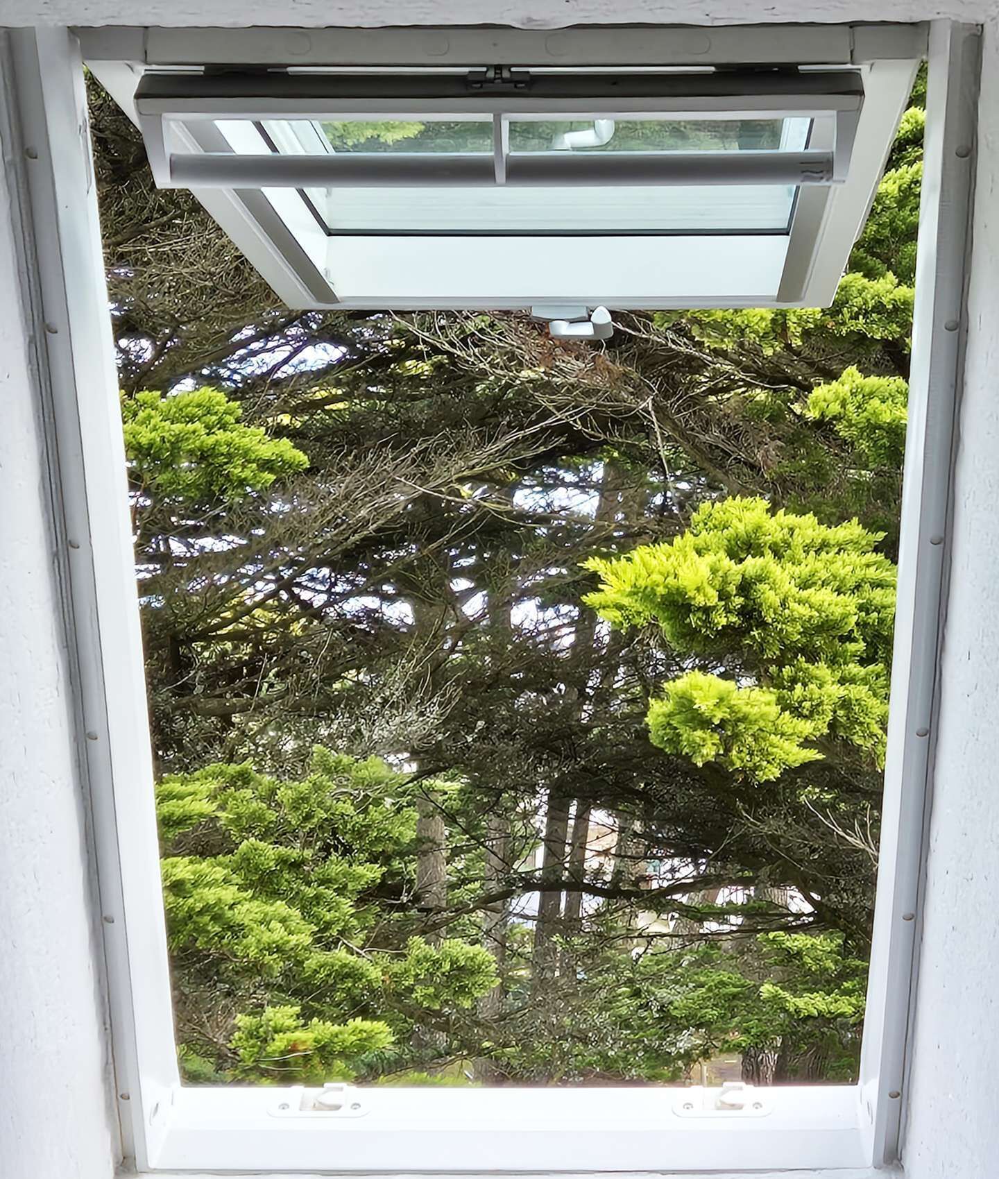A window with a view of dense green trees and a white exterior wall.
