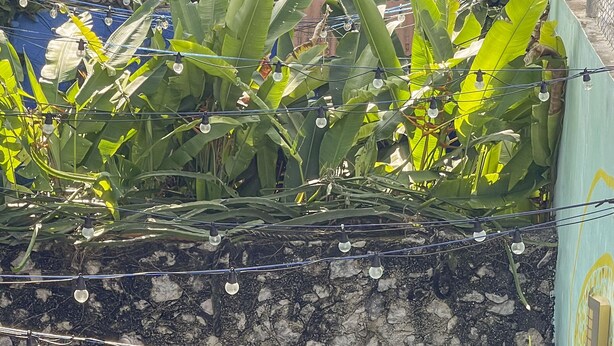 A swimming pool with mosaic tiles, surrounded by lush greenery and a stone wall.