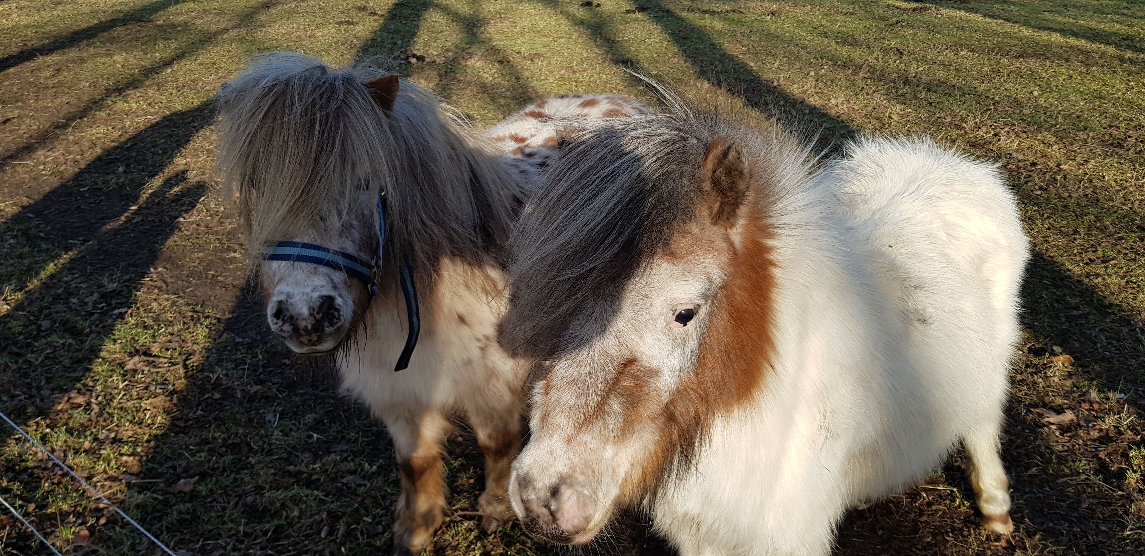 Two ponies standing on grass with shadows cast by trees.