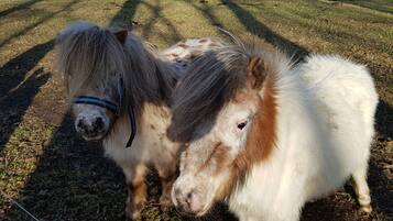 Two ponies standing on grass with shadows cast by trees.