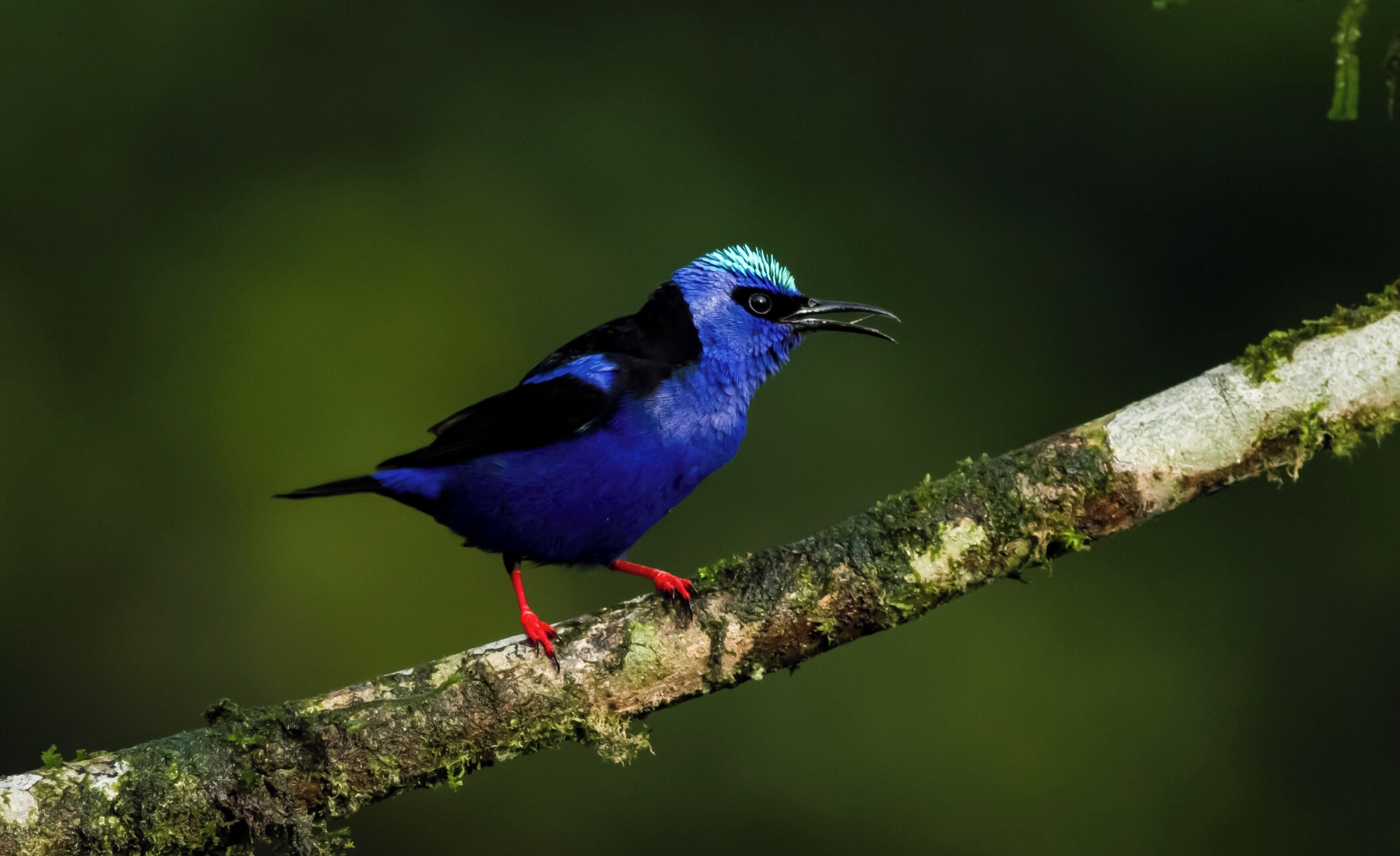 Un oiseau aux plumes bleues et noires était perché sur une branche recouverte de mousse.