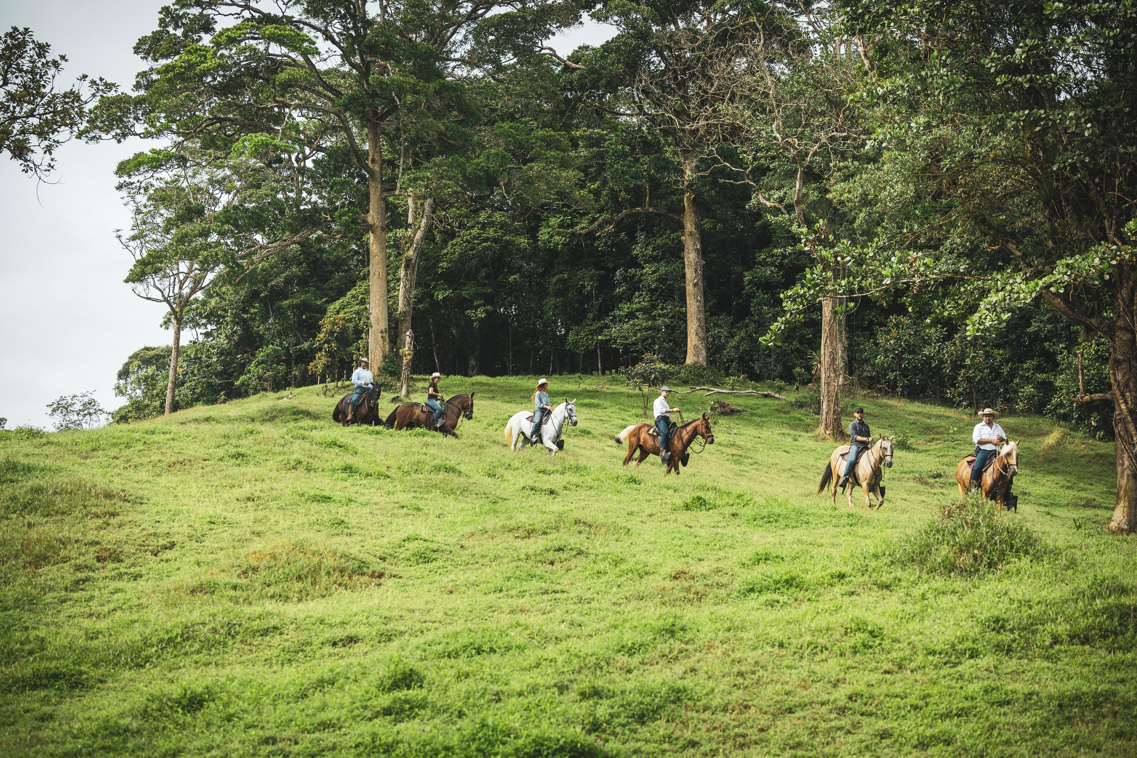 A group of people riding horses on a grassy hillside with trees in the background.
