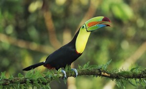 Ecotours - El Lugar Costa Rica Resort (Las Horquetas)