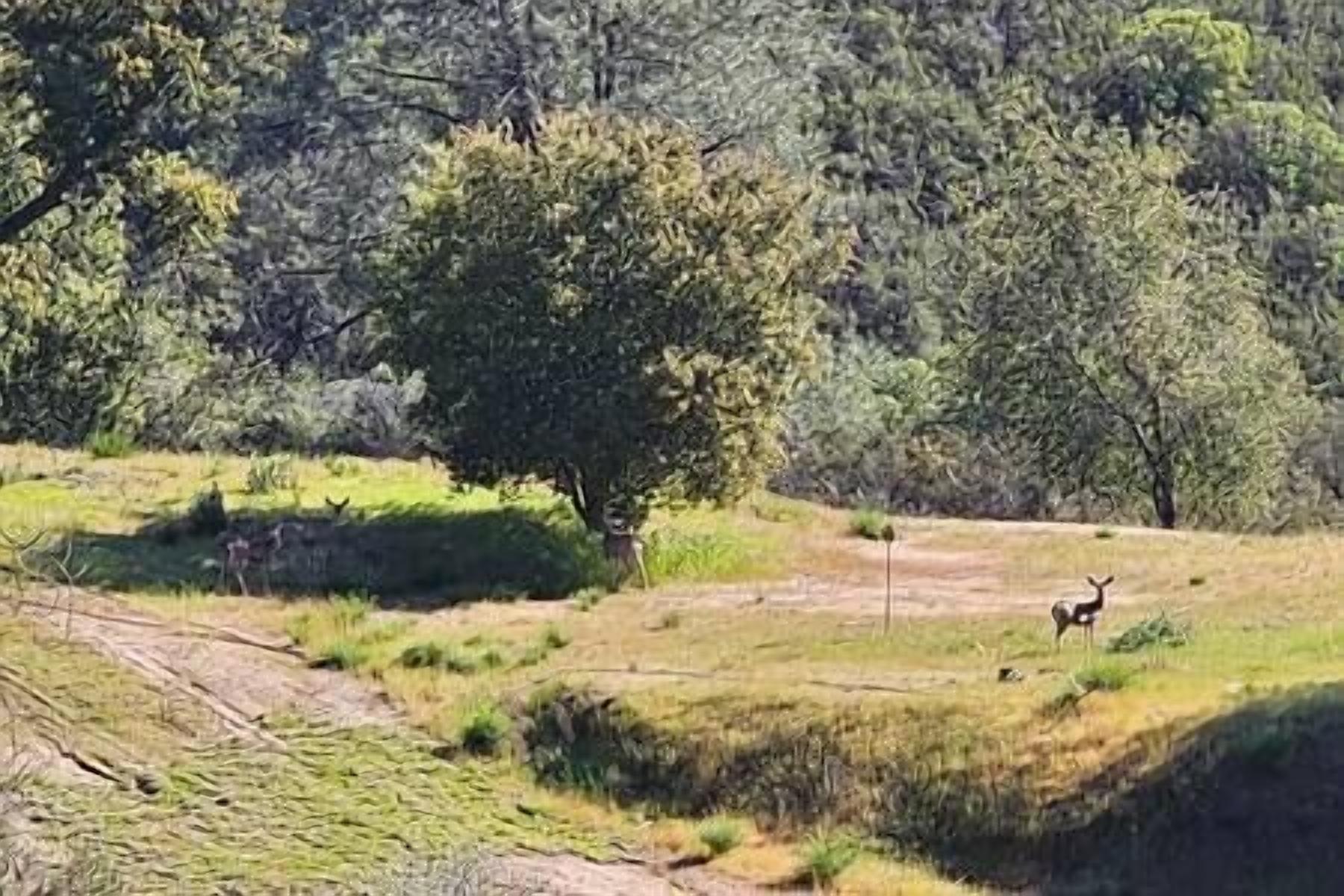 A natural landscape with a tree and a deer in the distance.