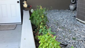 Kasvimaa, jossa on monenlaisia kasveja, valkoinen ovi ja ikkuna, josta avautuu näkymä puihin.