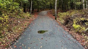 Ein Waldweg mit Bäumen und herabgefallenen Blättern.