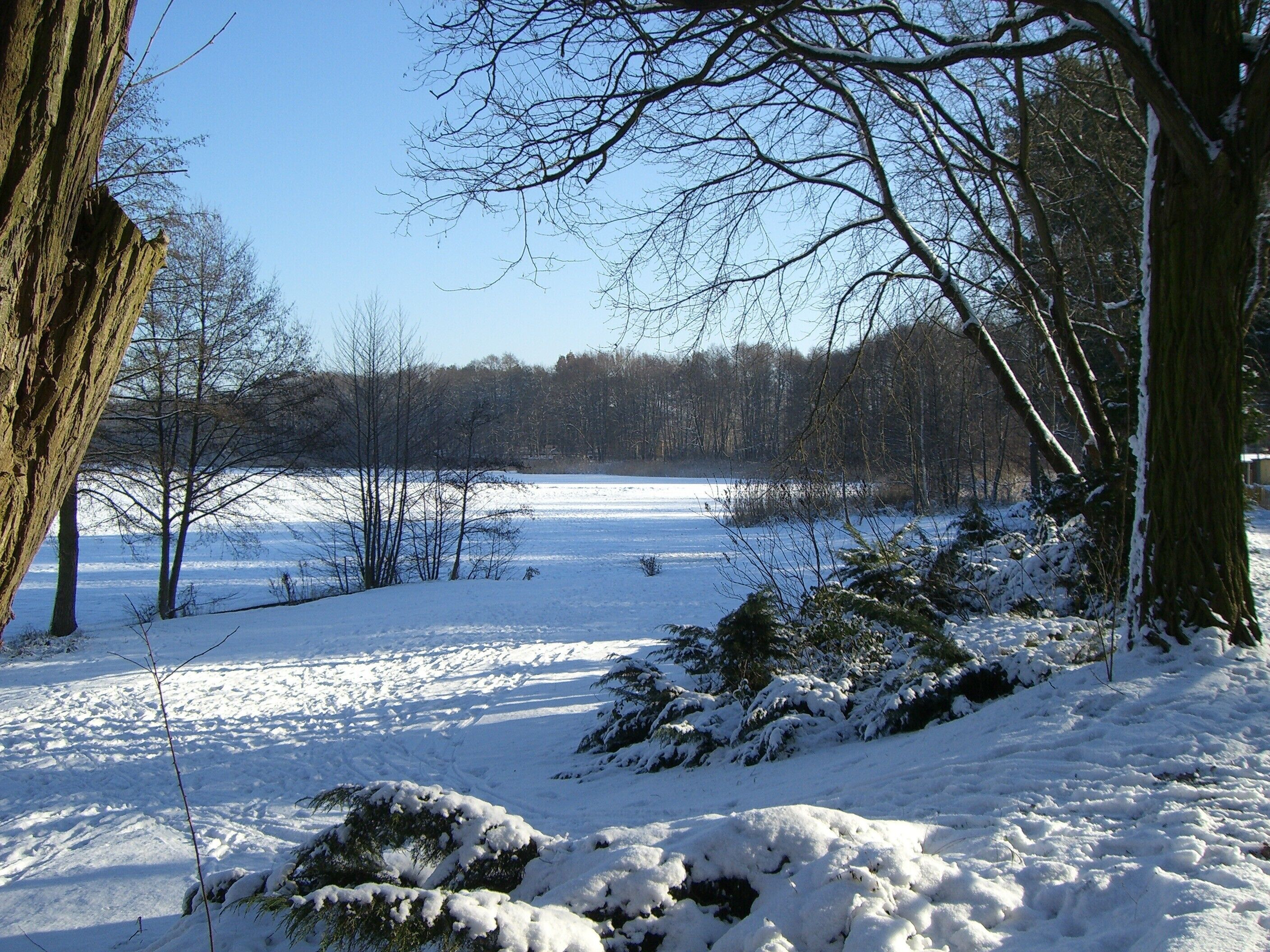 A snowy landscape with trees and a clear sky.