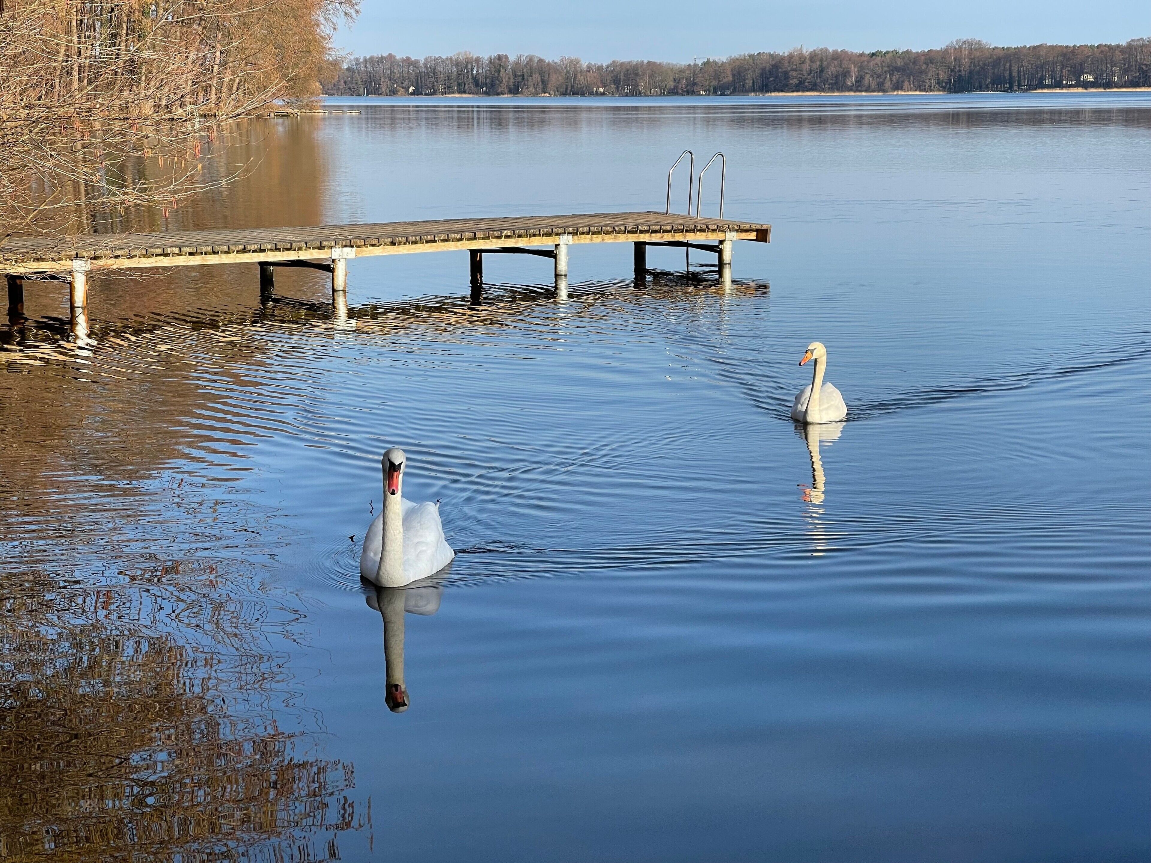Un lago tranquilo con dos cisnes nadando, un muelle de madera que se adentra en el agua y una orilla boscosa al fondo.