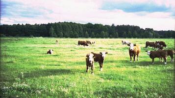 Een begraasd grasveld met verspreide koeien.