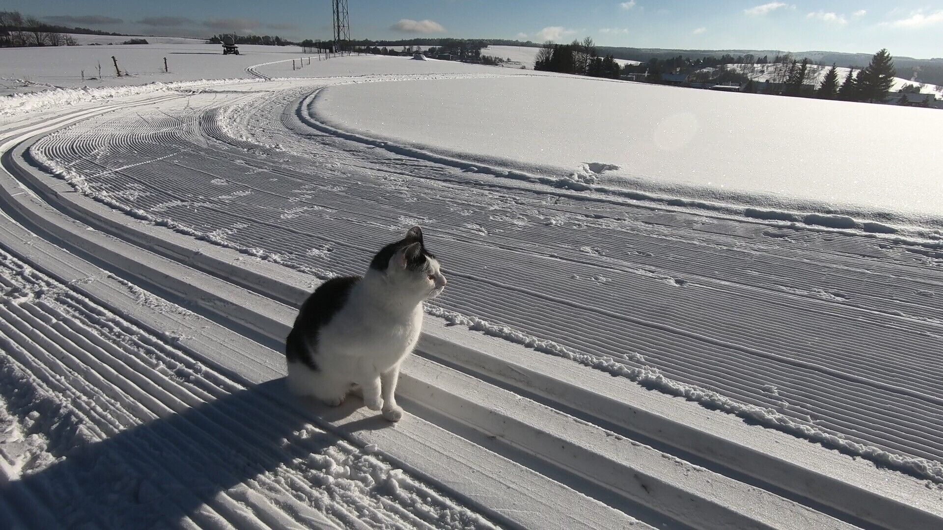A snowy landscape with a cat sitting on a snow-covered slope.