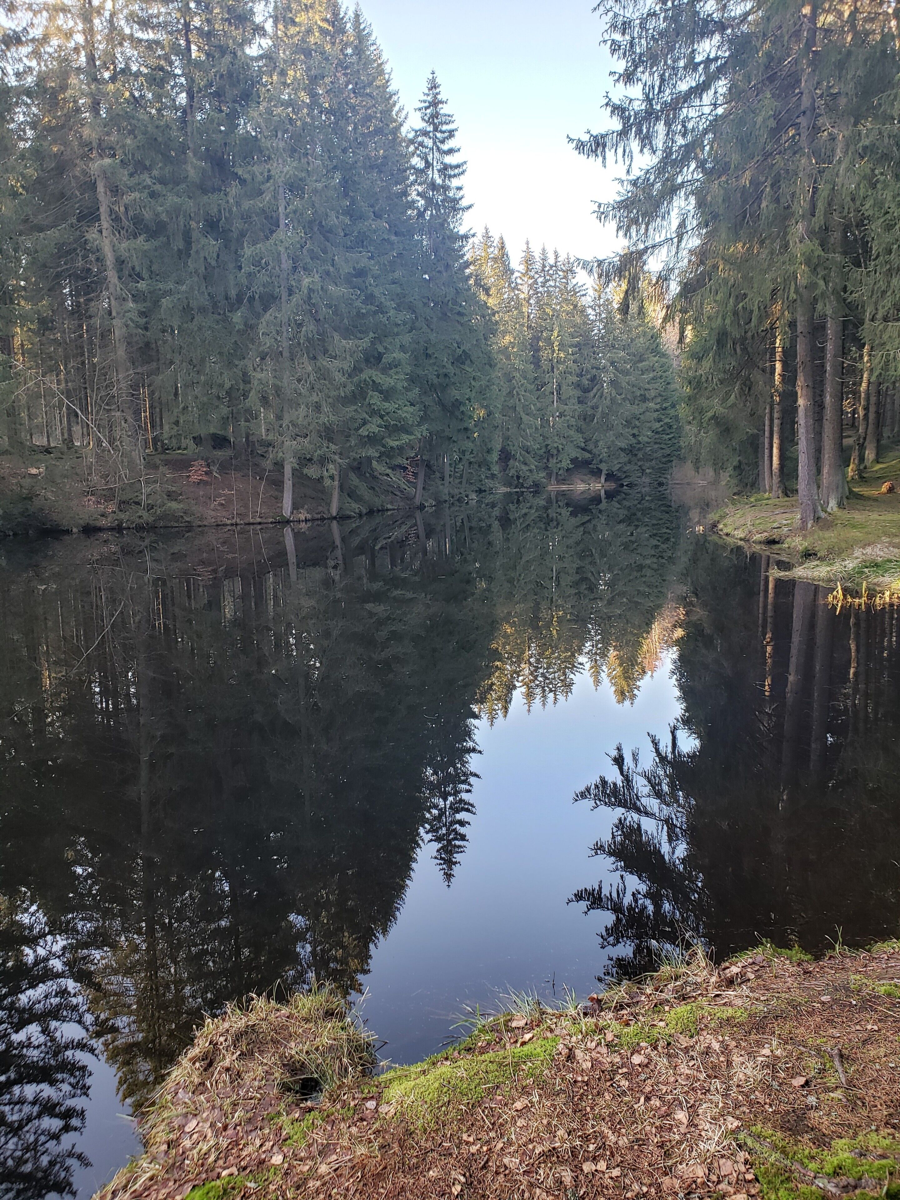 Un lago tranquilo rodeado de un bosque denso.