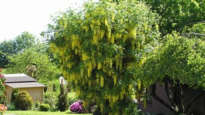Un jardín con un sendero, un árbol con flores amarillas colgantes y un edificio de ladrillo.