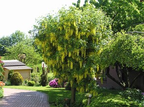 A garden with a pathway, a tree with hanging yellow flowers, and a brick building.