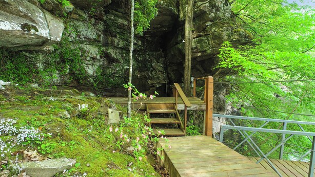 Una escalera de madera que conduce a la entrada de una cueva, rodeada de follaje y musgo.