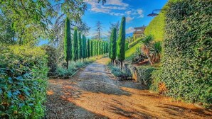 A pathway flanked by tall cypress trees and dense greenery, leading towards a building with a sloped roof.