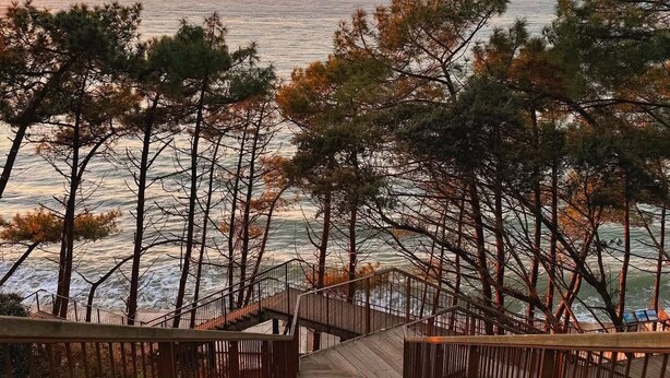A wooden staircase leading to a beach with a sunset view, surrounded by pine trees. - Arcachon, La Hume and Dune du Pyla while enjoying a magnificent maison❤️ (Gujan-Mestras)