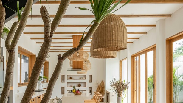 Un espace repas moderne avec une table en bois, des chaises et une grande plante en pot.