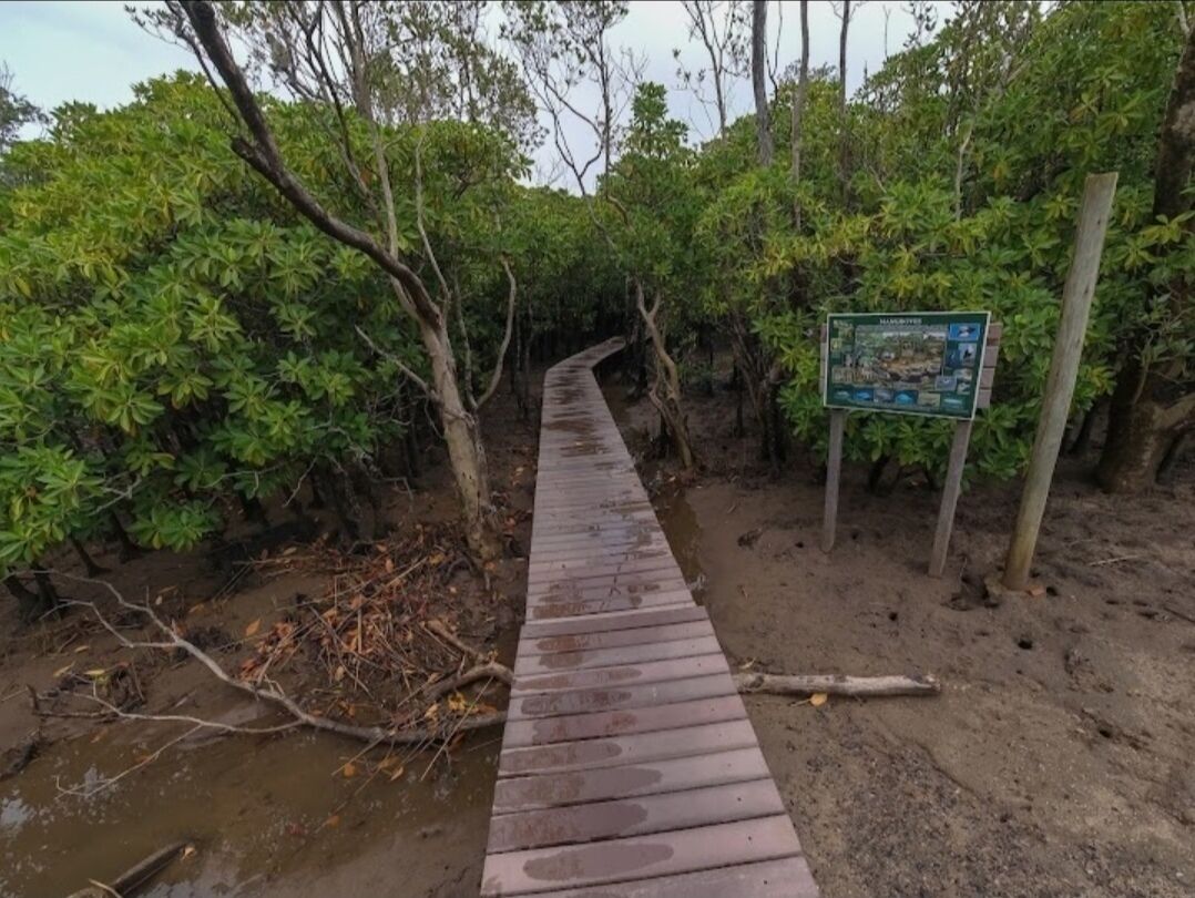 A wooden boardwalk leading through a dense, green forested area.