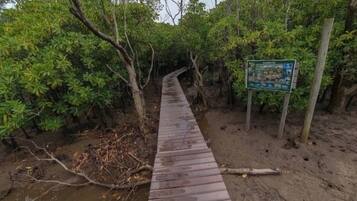 A wooden boardwalk leading through a dense, green forested area.