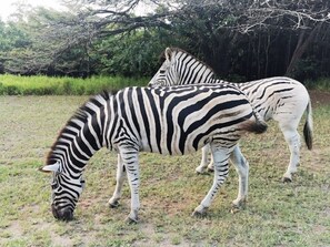 Game viewing