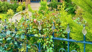 Een houten huis met balkon, omringd door weelderige begroeiing.