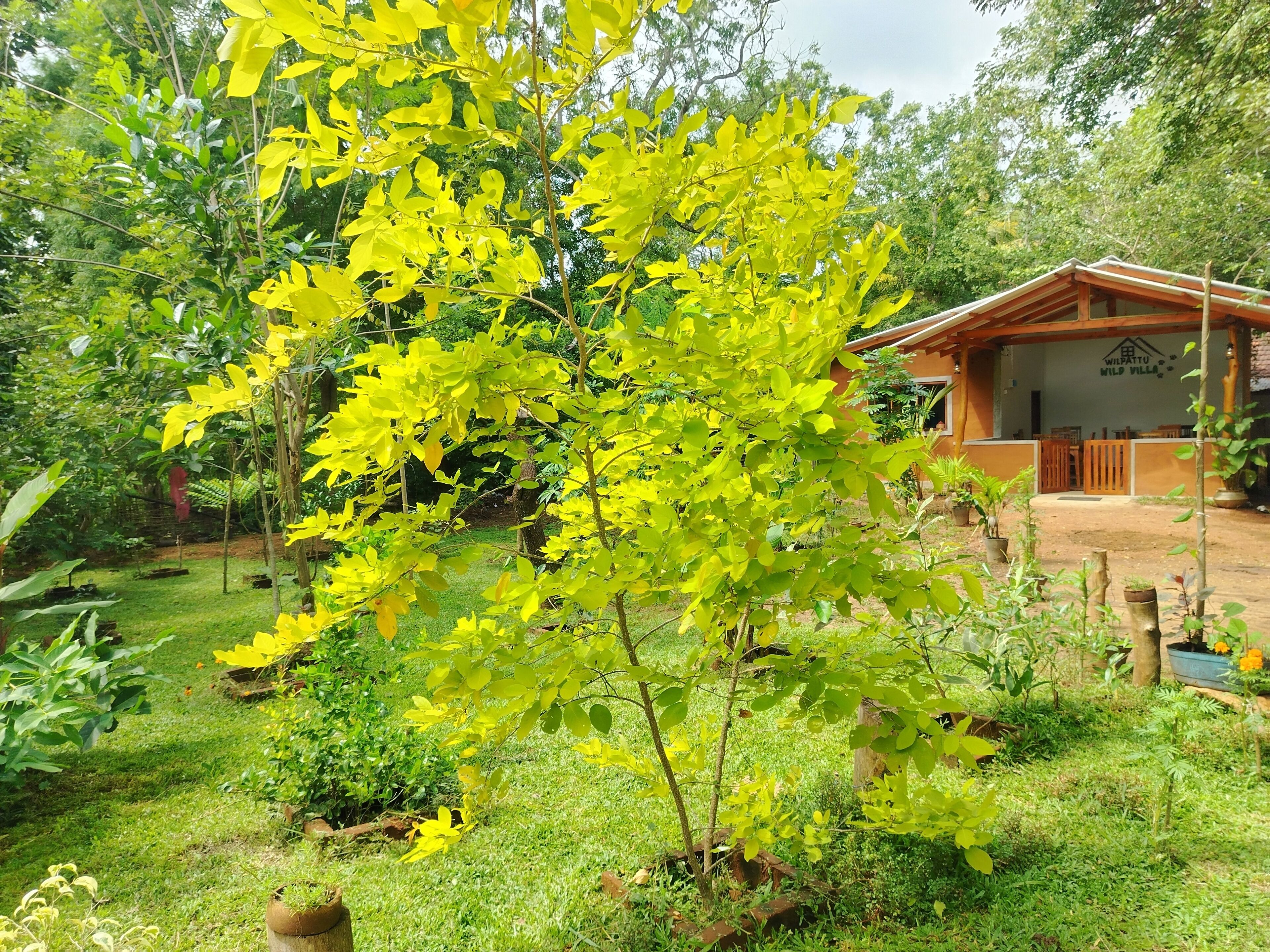 Taman
