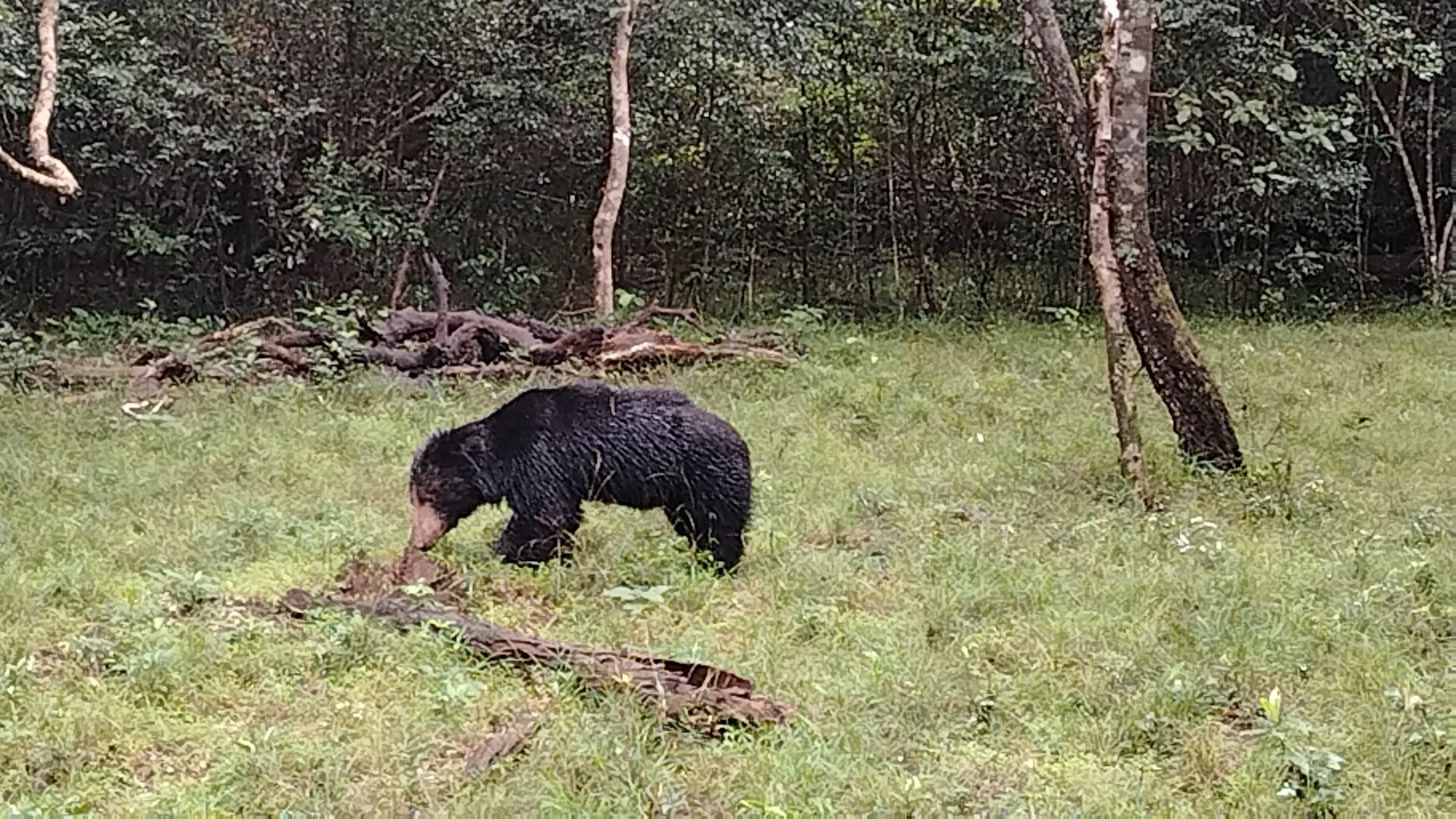 A bear in a grassy forest area.