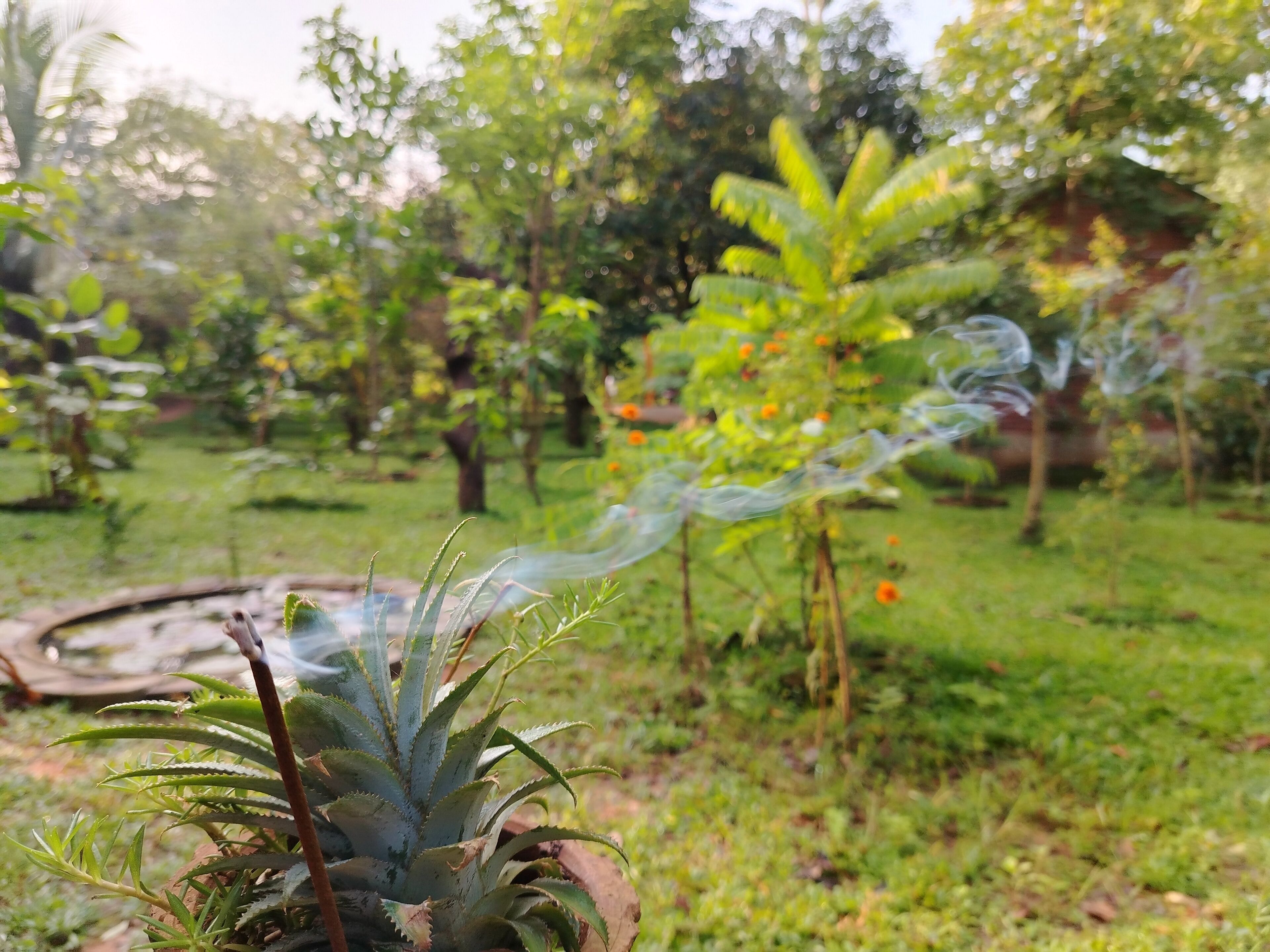 A garden with various plants and a small pond.