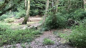 Un área boscosa con un sendero de tierra que atraviesa una vegetación densa.